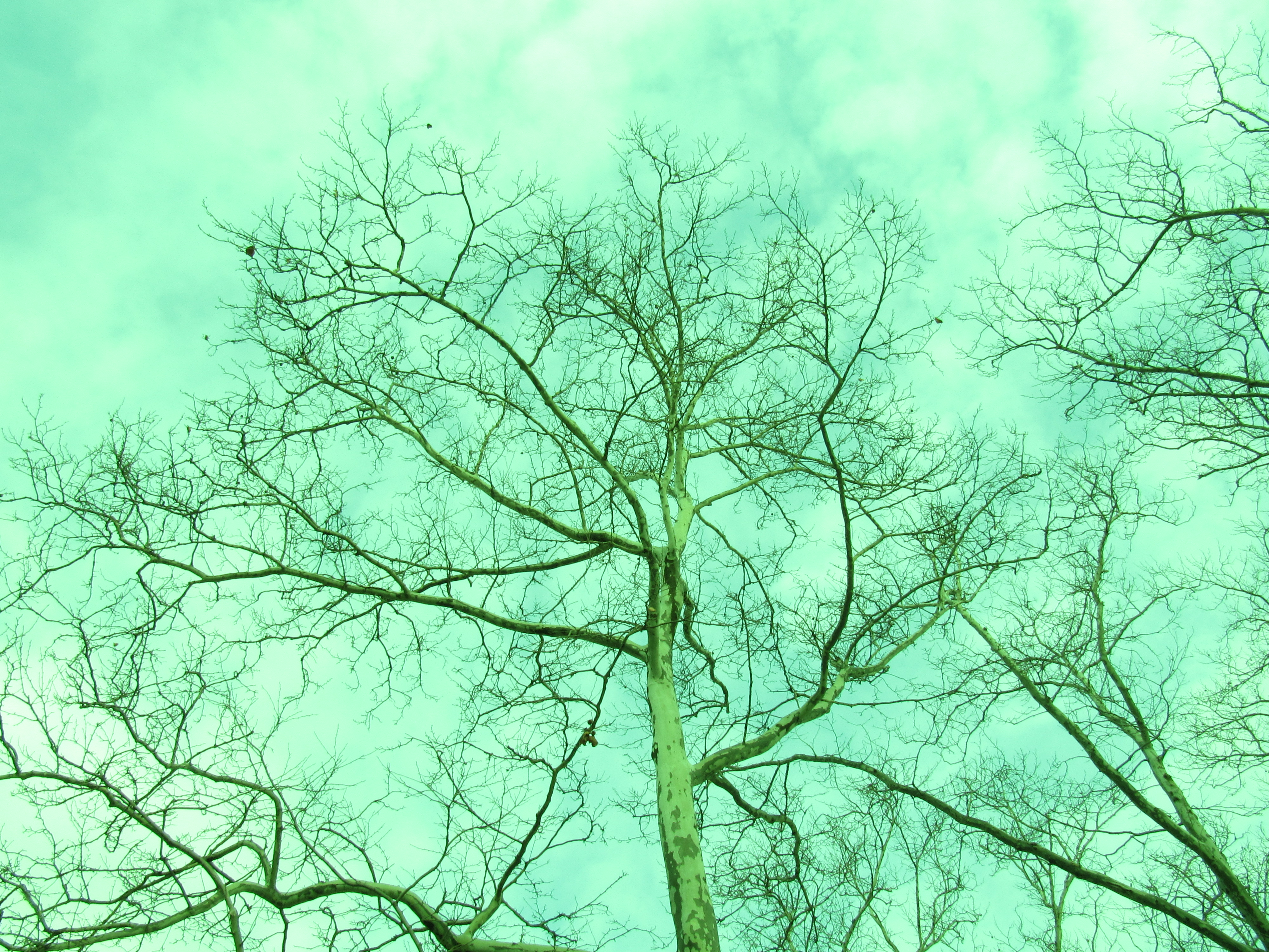 The top of a winter tree reveals branches off branches off branches