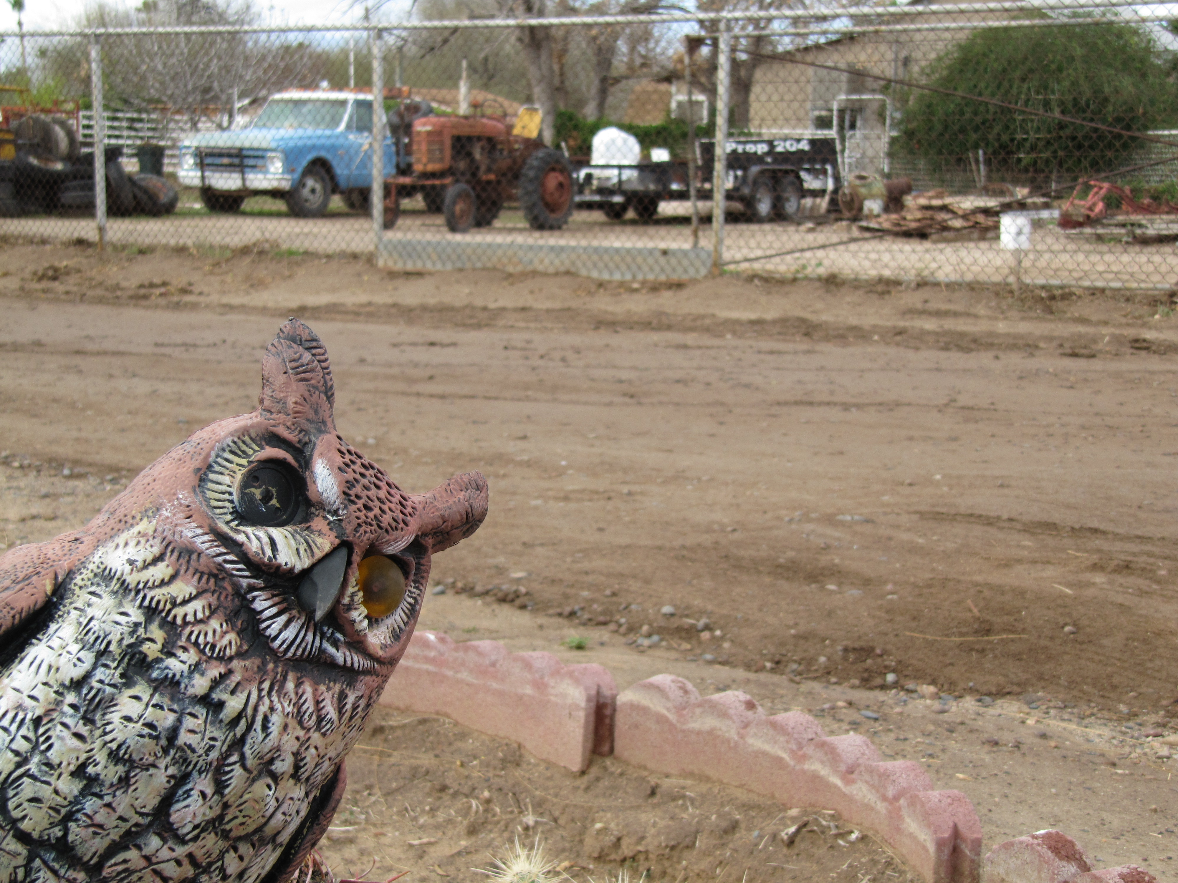 An plastic owl with a missing eye glares at you.