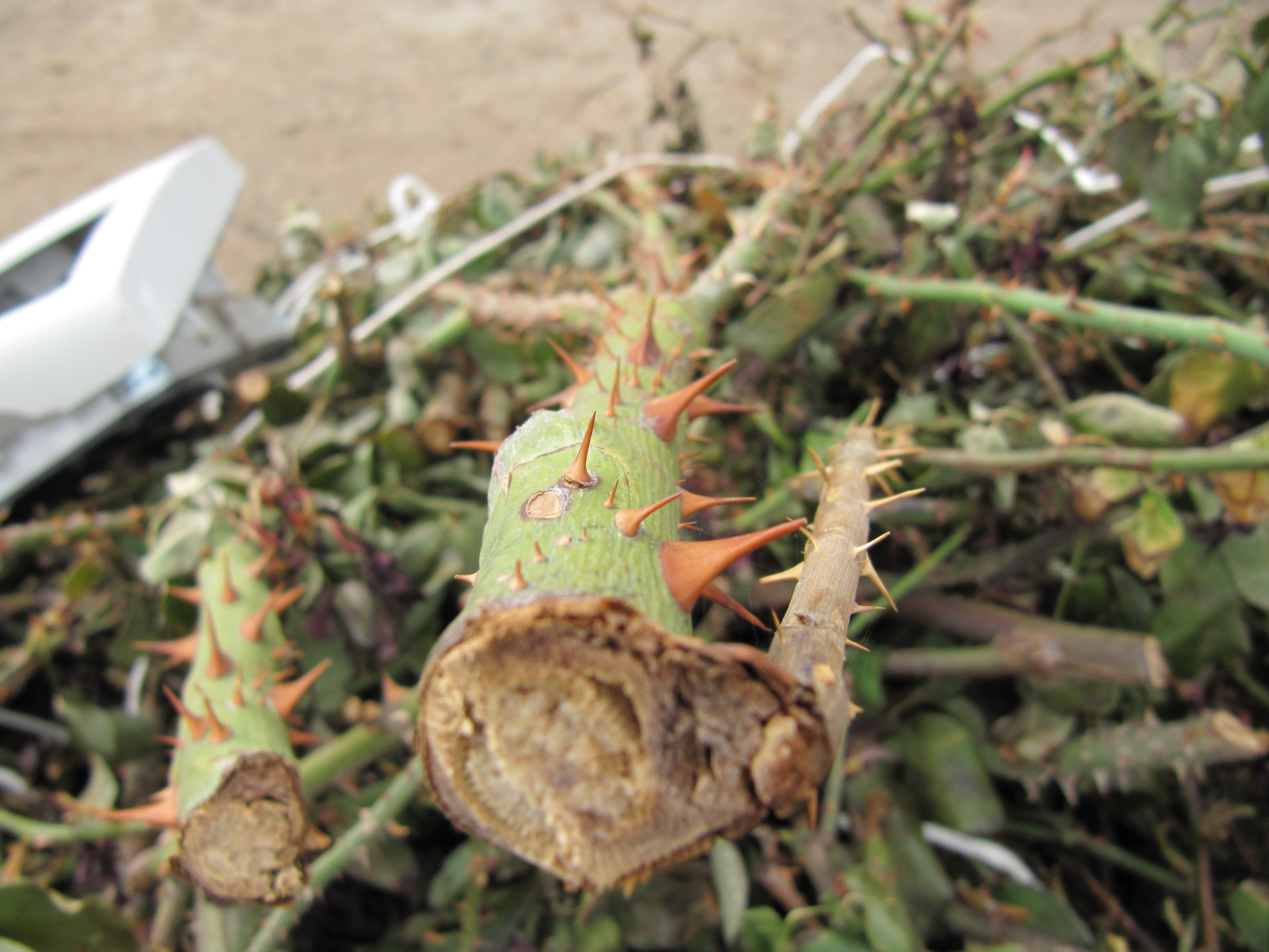 A green branch with orange thorns points at you.